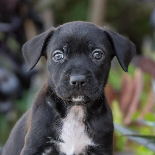 Baby Doll Pup - Polly Pocket