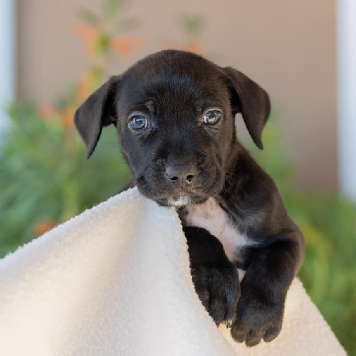 Baby Doll Pup - Polly Pocket