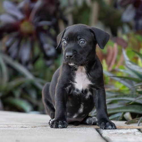 Baby Doll Pup - Polly Pocket