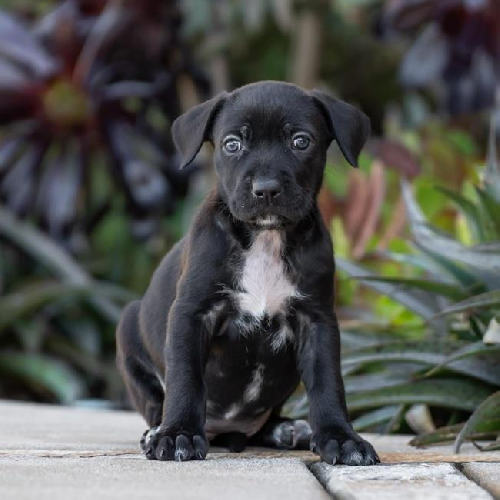 Baby Doll Pup - Polly Pocket