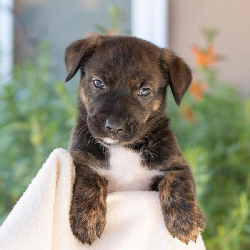 Baby Doll Pup - Strawberry Shortcake