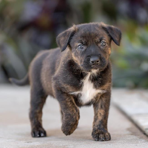 Baby Doll Pup - Strawberry Shortcake