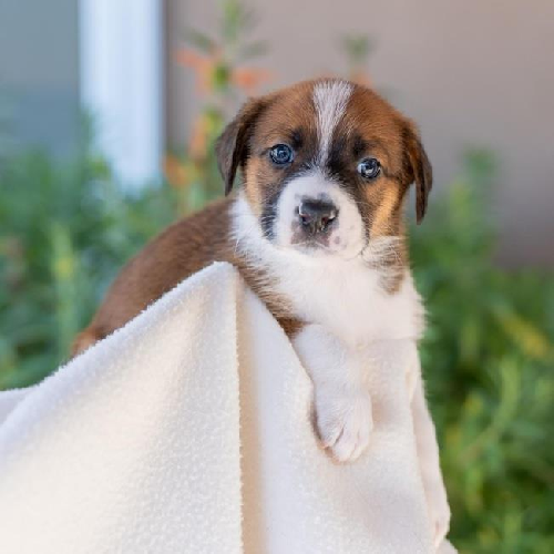 Baby Doll Pup - Cabbage Patch
