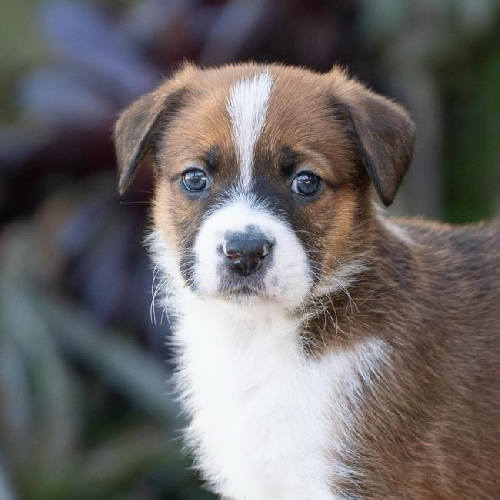 Baby Doll Pup - Cabbage Patch