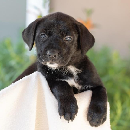 Baby Doll Pup - Truly Me