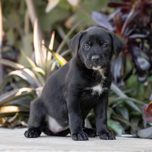 Baby Doll Pup - Truly Me