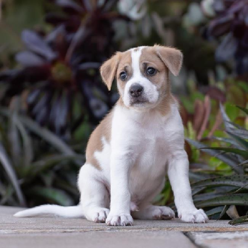 Baby Doll Pup - Jc