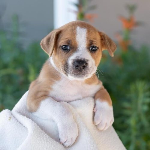 Baby Doll Pup - Bratz
