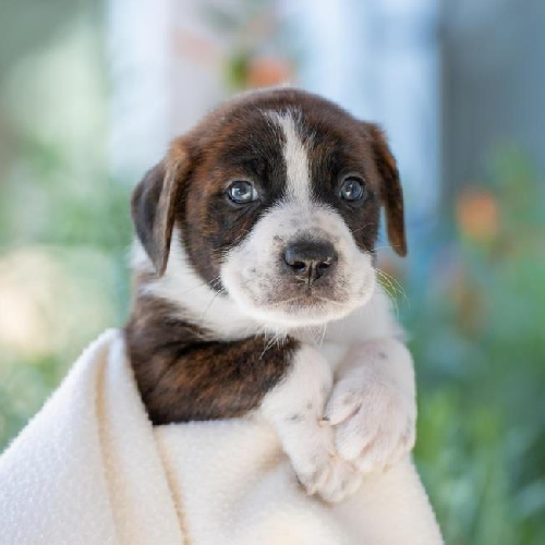 Baby Doll Pup - Alexander Dolls