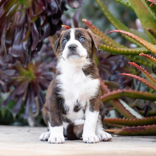 Baby Doll Pup - Alexander Dolls