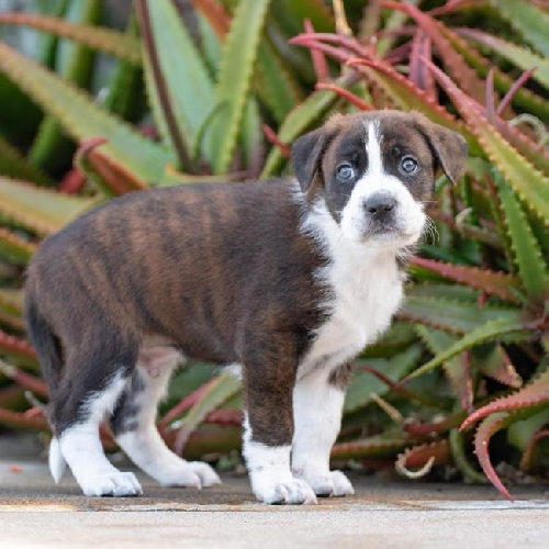 Baby Doll Pup - Alexander Dolls