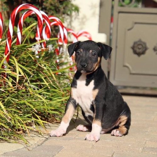 Candy Pup - Rolo