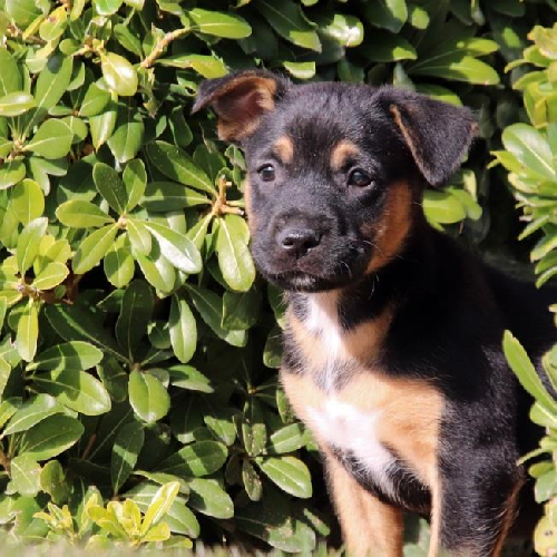 Candy Pup - Baby Ruth