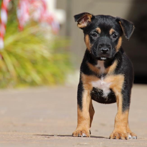 Candy Pup - Baby Ruth