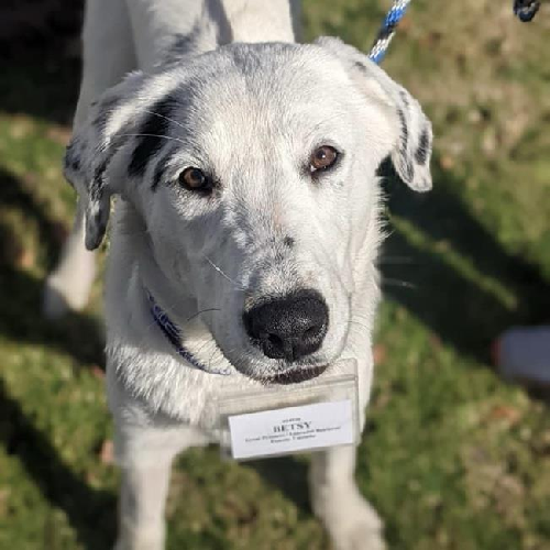 Betsy - Adopted!