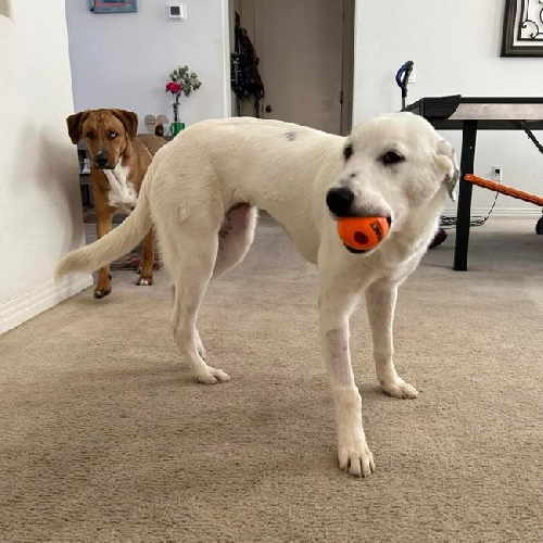 Betsy - Adopted!