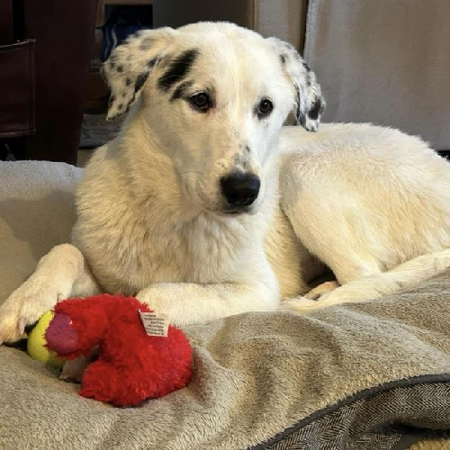 Betsy - Adopted!